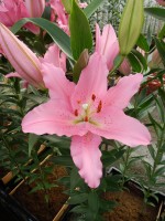 [5246 Barrage No01.JPG]